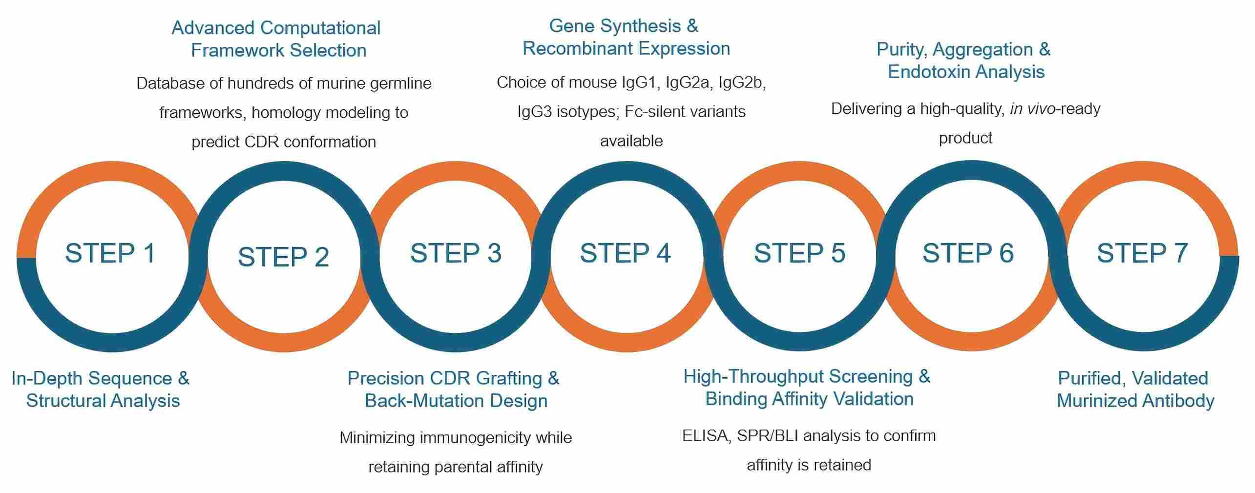 Antibody murinization workflow. (Creative Biolabs Original).